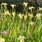 Irises_493086_04