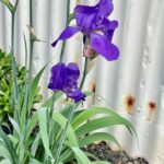 Irises_493086_05