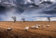 Cold snap puts sheep at risk