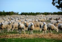 Sheep producers show resilience