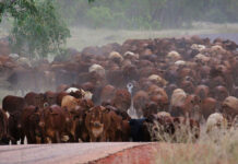 New meets old as agtech revolutionises cattle drive