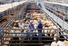 Local cattle sells well