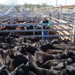 saleyards_489257_03