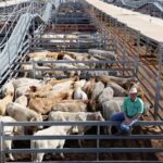 saleyards_490528_01