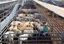 Prices up, numbers strong