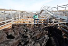 Bumper sales and bigger yardings