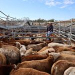 saleyards_493254_01