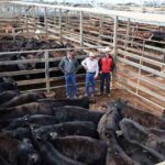saleyards_493254_02