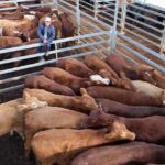 saleyards_493254_03