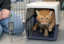 Wandering cats causing havoc