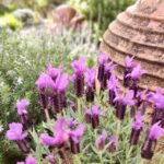 Garden2908_498692_02