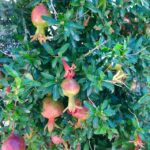 Garden2908_498692_04