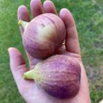 Garden2908_498692_05