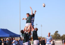 Cods drown the Bears at the Fish tank