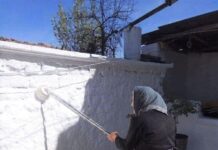 Whitewashing fruit trees