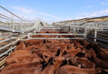 High demand for cattle continues