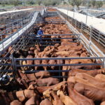 saleyards_499067_01