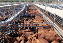 Prices keep climbing at saleyards