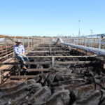 saleyards_499067_02