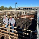 saleyards_499067_03