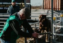 Dirranbandi hosts thrilling Australian Yard dog and Kelpie National finals
