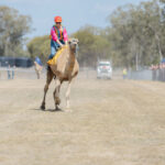 Camel_500670_03