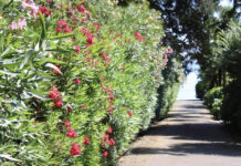 What’s aromatic and intoxicating?