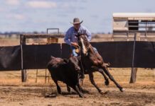 Thrilling weekend at the Mitchell Campdraft