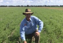 Grubs in our chickpeas