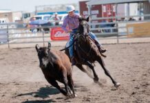 Roma Golden Hobbies Camdraft thrills at Basset Park
