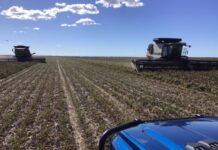 Mungbeans this summer