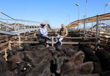 Quality steers dominate yarding
