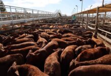 Massive yarding with bumper prices