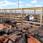 saleyards_504283_01
