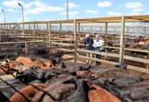 Strong demands holds firm after last weeks mammoth sale