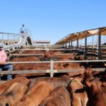 saleyards_504283_02