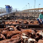 saleyards_504283_03