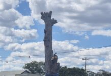 Trees tell stories too