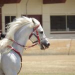 2410ARAB_510557_01-1