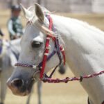 2410ARAB_510557_03-1