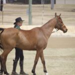 2410ARAB_510557_28-1