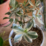 FlowerShow_510160_03