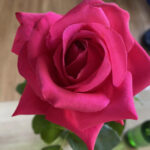 FlowerShow_510160_07