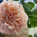 FlowerShow_510160_08