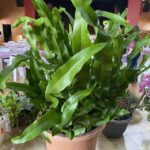 FlowerShow_510160_11