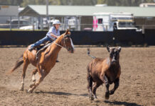 Big scores and top rides at Goondiwindi Campdraft