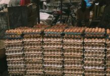 Woolworths and Coles urged to uphold cage-free egg promise