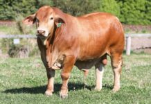 Sale record set at Roma Droughtmaster bull sale