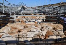 Local cattle at the forefront of Tuesday’s sale