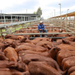 saleyards_514218_01